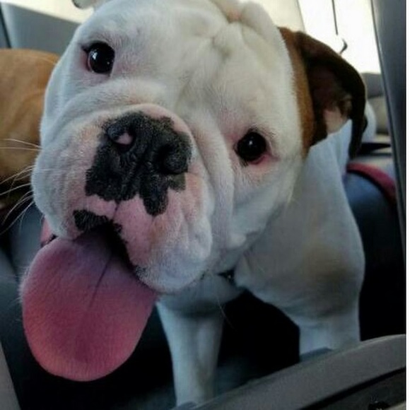 Meet your Posher, Dee - Picture 1 of 1